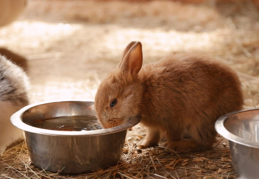 Water Wisdom: The Importance of Hydration for Rabbits 🐰❤️💧