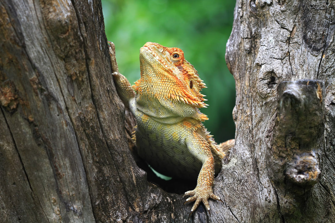 Celebrate Arbor Day: Bringing the Beauty of Nature to Your Pet’s World 🌳🐾