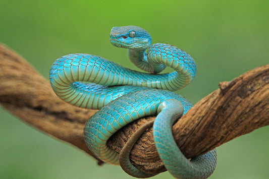 Slither and Shine: How to Help Your Snake with Shedding ✨🐍