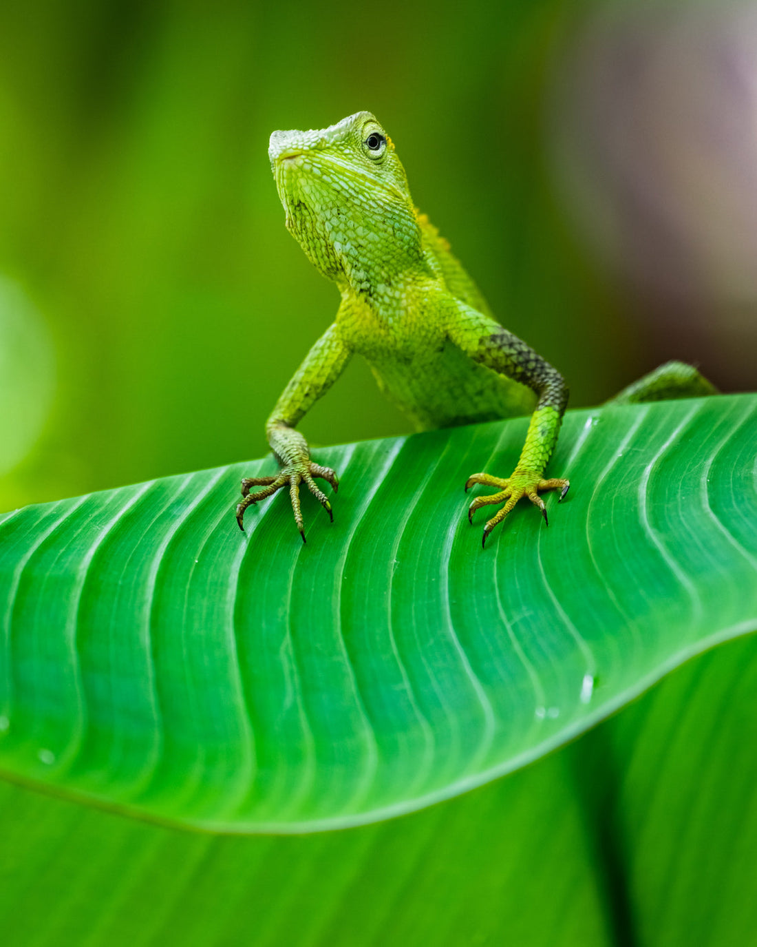 Reptilian Oasis: How to Build a Stunning Live Plant Setup for Your Lizard 🌴💧