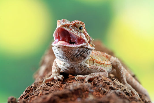 The Buddy Bubble Reptile Kit Setup