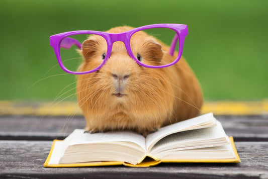 Understanding the Habits and Activities of Guinea Pigs: A Guide for Prospective Owners