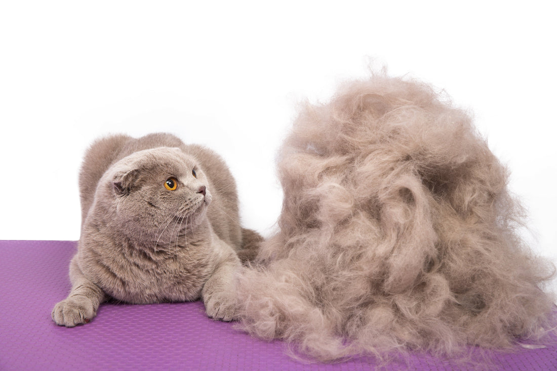 Understanding Pet Dander and Protein Allergens