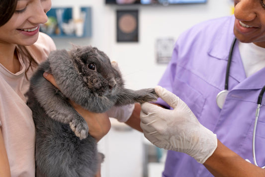 The Importance of Regular Vet Checkups for Rabbits 🐇💖
