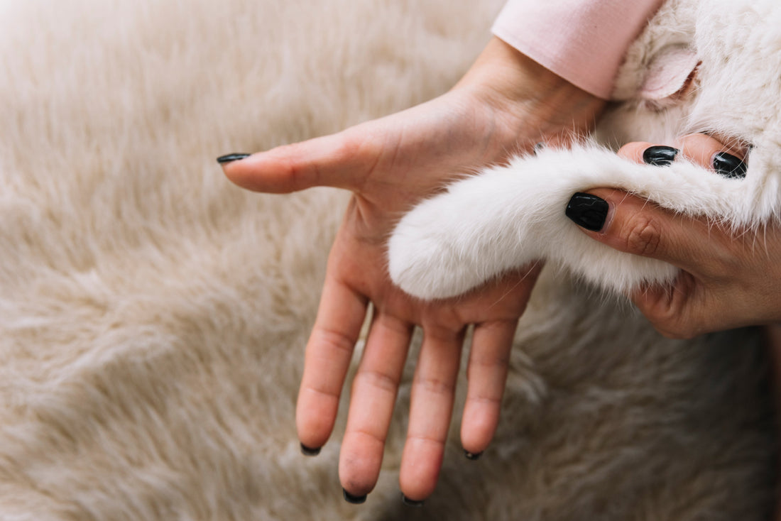 How to Maintain Healthy Paws for Your Rabbit đ