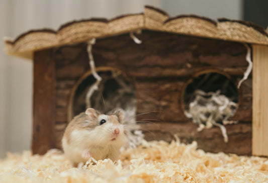 Hamster Habitats: Creating the Perfect Home for Your Furry Friend 🏡