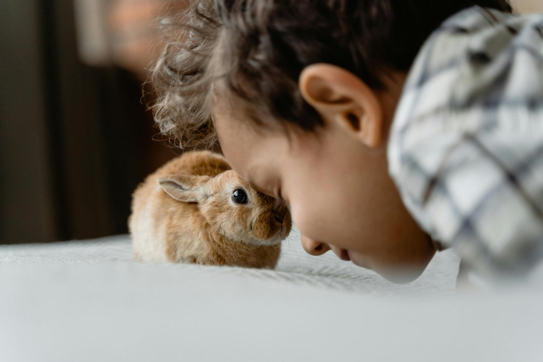 How We Created the Buddy Bubble: A Family’s Journey to Healthier Pet Ownership