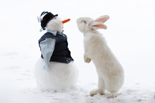 Winter Care for Rabbits: How to Keep Your Bunny Safe and Cozy Indoors