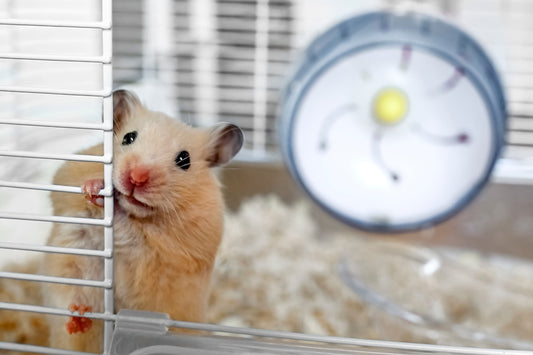 Creating a Perfect Home for Hamsters: Care Tips and Tricks