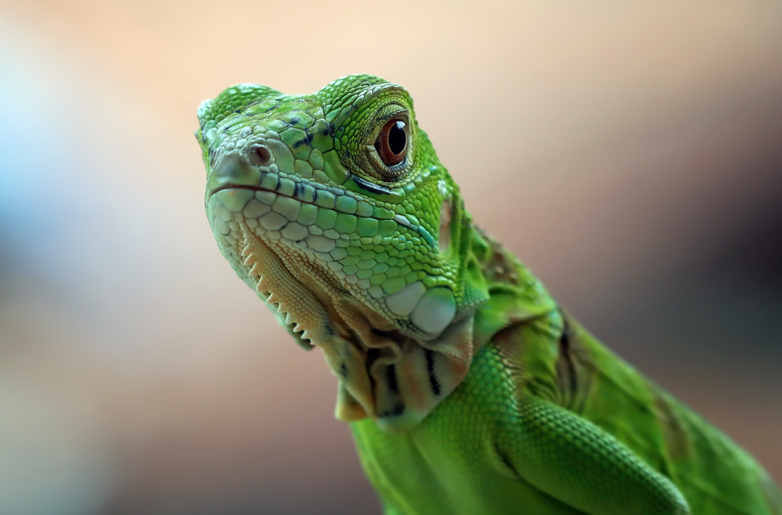Lizard Behavior: Understanding Your Pet’s Body Language 🐾