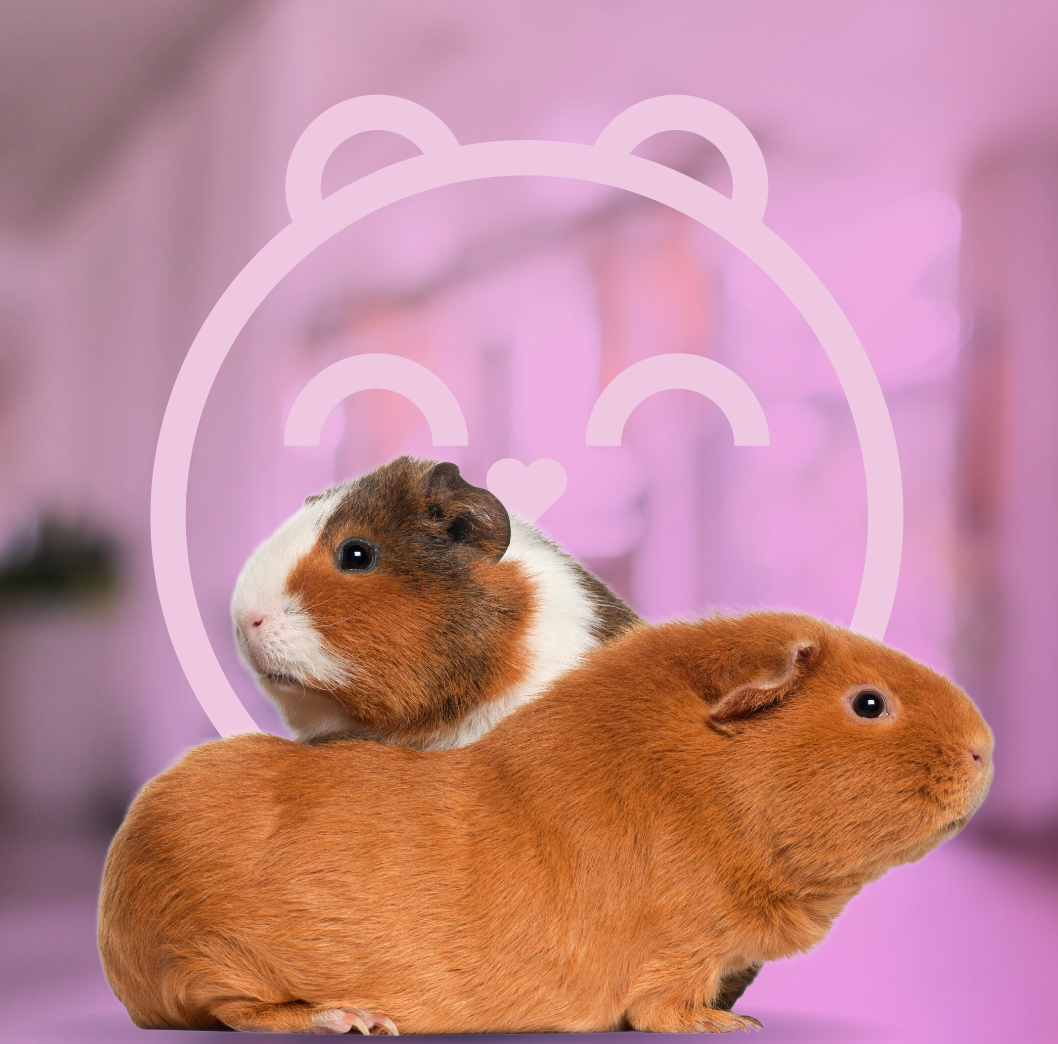 Piggy Pals: Building the Perfect Guinea Pig Bonding Setup 💕🐹🐹