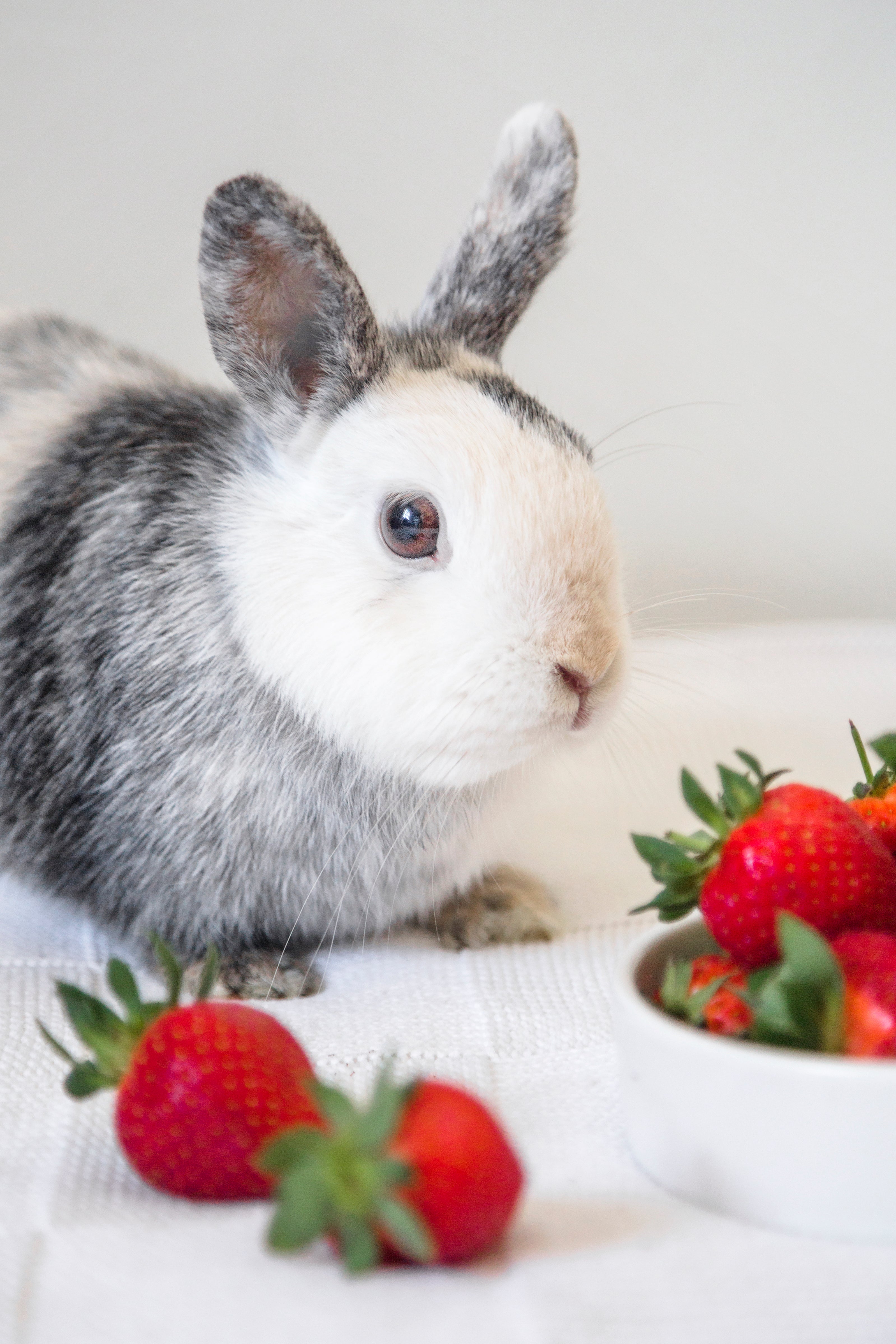 Snack Showdown: Weird Food Preferences of Hamsters, Rabbits, and Guine ...